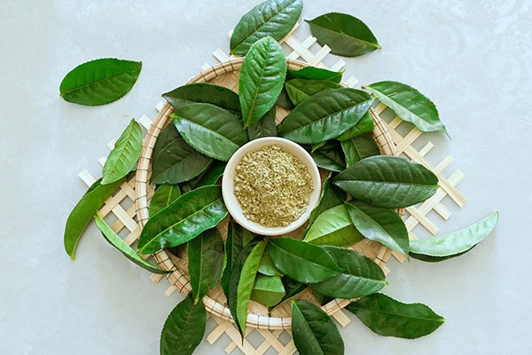 Bột trà xanh Gia Lai - Sản phẩm làm đẹp và chăm sóc sức khỏe 