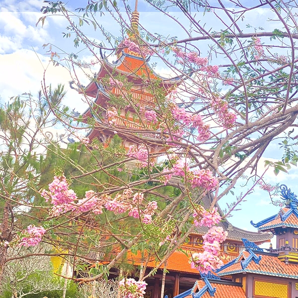 Mai Anh Dao - Buu Minh pagoda, Gia Lai